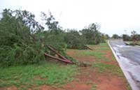 Uprooted trees after Cyclone George ripped through Black Rock caravan park