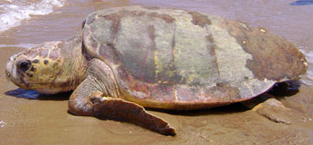 A loggerhead turtle near Turtle Sands Caravan Park
