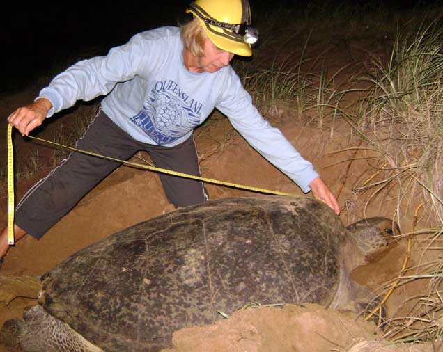 Turtle researcher at Mon Repos
