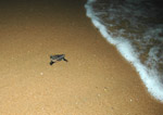 10.58.24pm: One of the hatchlings makes it to the surf