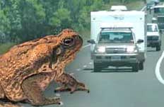 Cane Toad